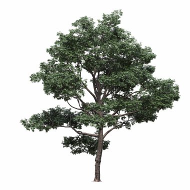 Yaprak döken ağaç, beyaz arkaplanda izole edilmiş, 3 boyutlu illüstrasyon, cg oluşturucu