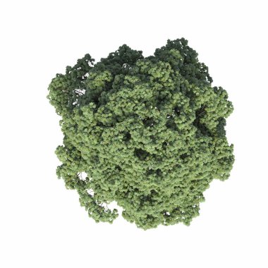 Ağaç üstü görünümü, beyaz arkaplanda izole edilmiş, 3 boyutlu illüstrasyon, cg oluşturma