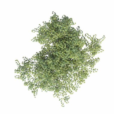 Ağaç üstü görünümü, beyaz arkaplanda izole edilmiş, 3 boyutlu illüstrasyon, cg oluşturma