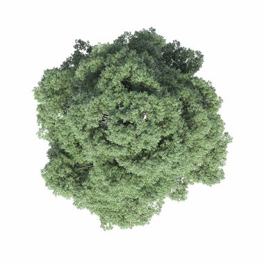 Ağaç üstü görünümü, beyaz arkaplanda izole edilmiş, 3 boyutlu illüstrasyon, cg oluşturma