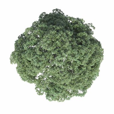 Ağaç üstü görünümü, beyaz arkaplanda izole edilmiş, 3 boyutlu illüstrasyon, cg oluşturma