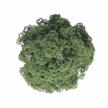 Ağaç üstü görünümü, beyaz arkaplanda izole edilmiş, 3 boyutlu illüstrasyon, cg oluşturma