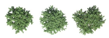 Ağaç üstü görünümü, beyaz arkaplanda izole edilmiş, 3 boyutlu illüstrasyon, cg oluşturma