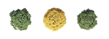 Ağaç üstü görünümü, beyaz arkaplanda izole edilmiş, 3 boyutlu illüstrasyon, cg oluşturma