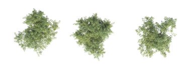 Ağaç üstü görünümü, beyaz arkaplanda izole edilmiş, 3 boyutlu illüstrasyon, cg oluşturma