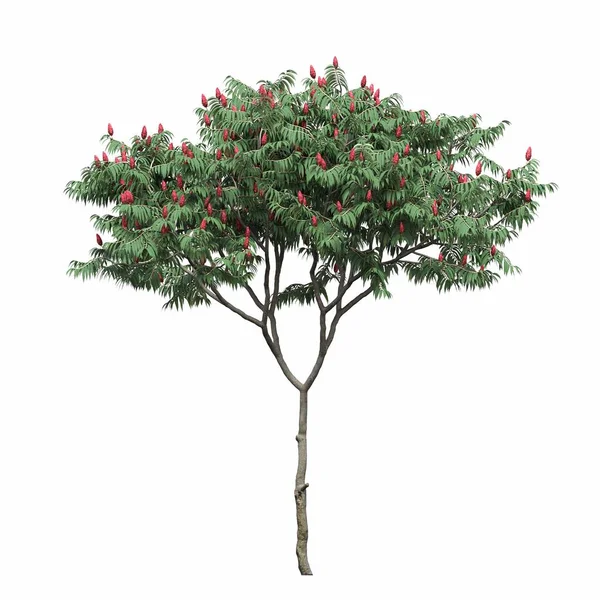 stock image deciduous tree, isolated on white background, 3D illustration, cg render