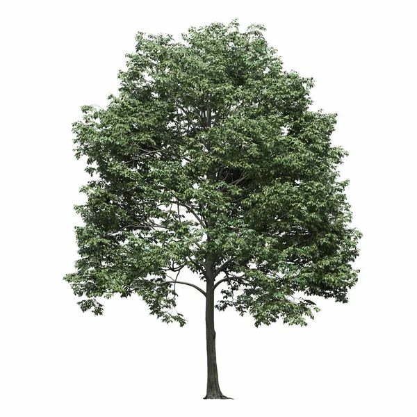 Лиственное Дерево Выделенное Белом Фоне Иллюстрация Рендеринг — стоковое фото