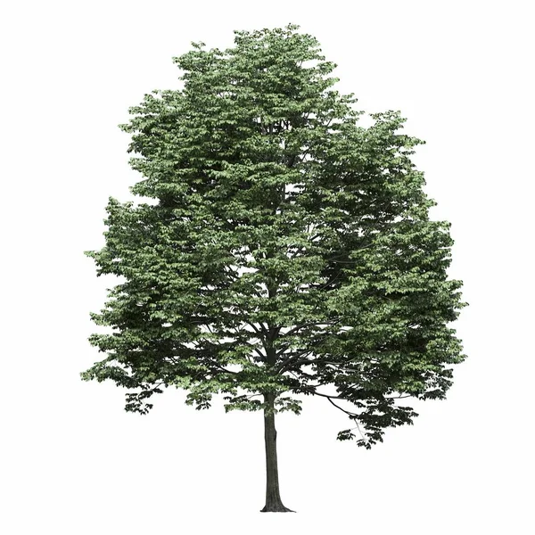 Листяне Дерево Ізольоване Білому Тлі Ілюстрація Рендеринг — стокове фото