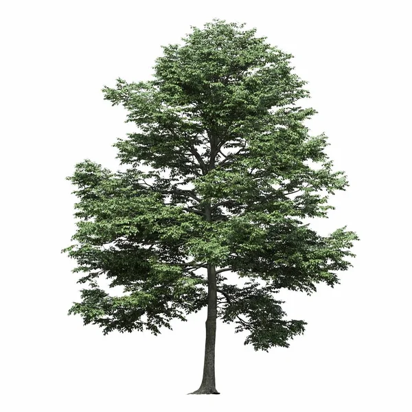 Listnatý Strom Izolovaný Bílém Pozadí Ilustrace Vykreslení — Stock fotografie