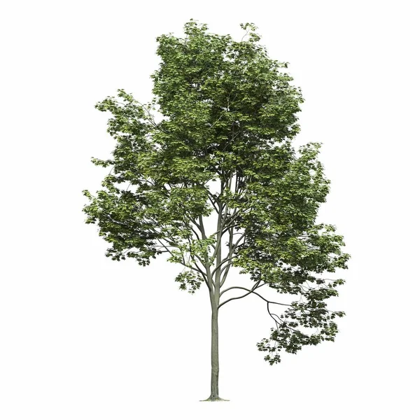 Árvore Decídua Isolado Fundo Branco Ilustração Renderização — Fotografia de Stock