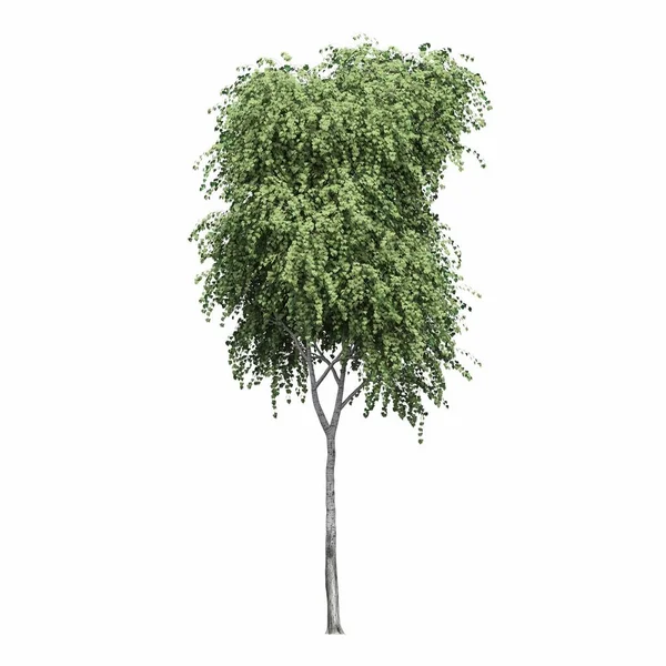 Pohon Gugur Diisolasi Pada Latar Belakang Putih Ilustrasi Render — Stok Foto