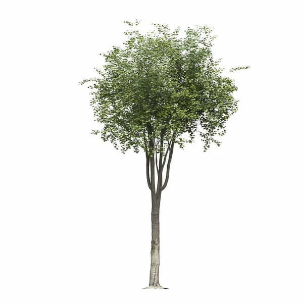 Лиственное Дерево Выделенное Белом Фоне Иллюстрация Рендеринг — стоковое фото