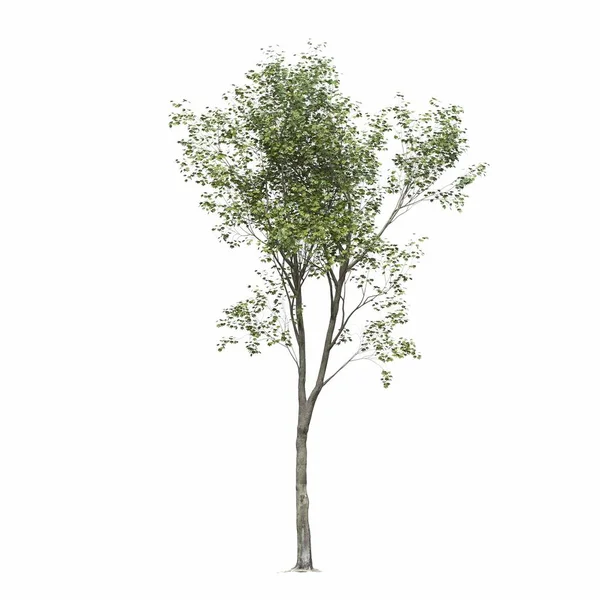 Drzewo Liściaste Odizolowane Białym Tle Ilustracja Renderowanie — Zdjęcie stockowe