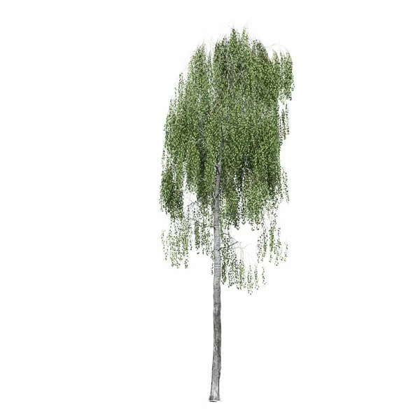 Yaprak Döken Ağaç Beyaz Arkaplanda Izole Edilmiş Boyutlu Illüstrasyon Oluşturucu — Stok fotoğraf