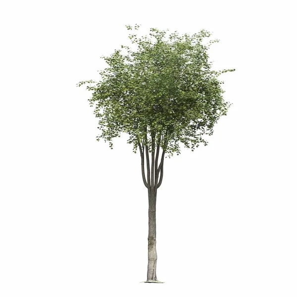 Drzewo Liściaste Odizolowane Białym Tle Ilustracja Renderowanie — Zdjęcie stockowe