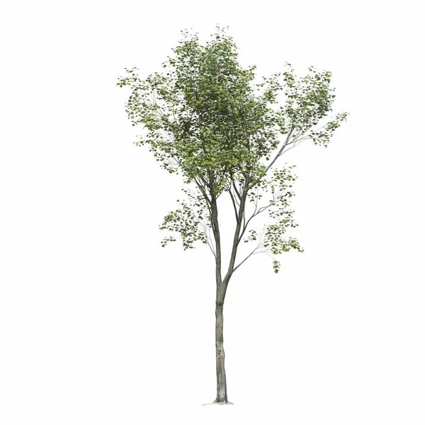 落叶树 白色背景隔离 3D插图 Cg渲染 — 图库照片
