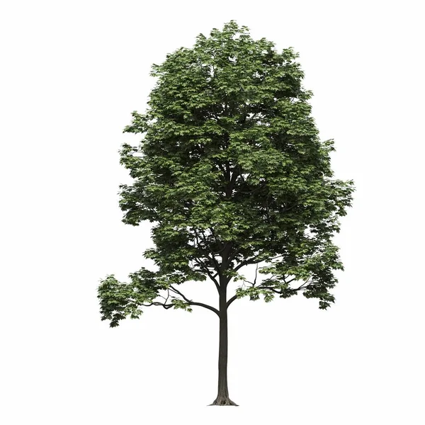 Løvfældende Træ Isoleret Hvid Baggrund Illustration Render - Stock-foto