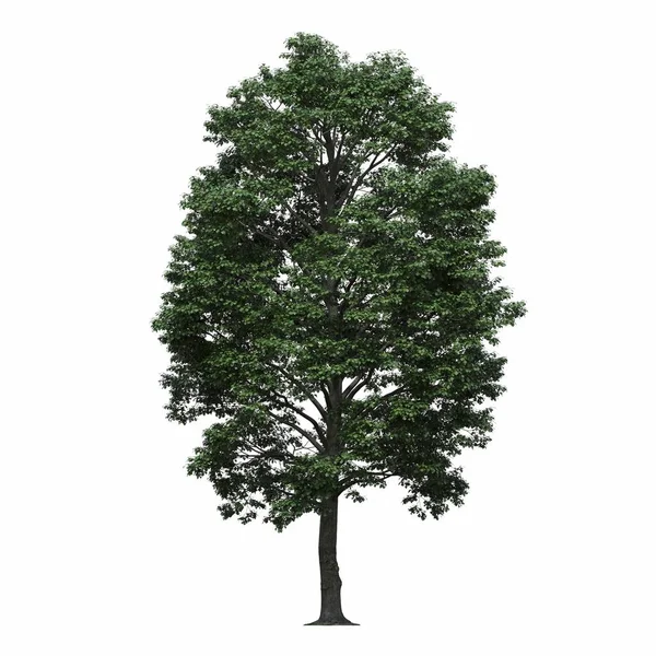 Pohon Gugur Diisolasi Pada Latar Belakang Putih Ilustrasi Render — Stok Foto