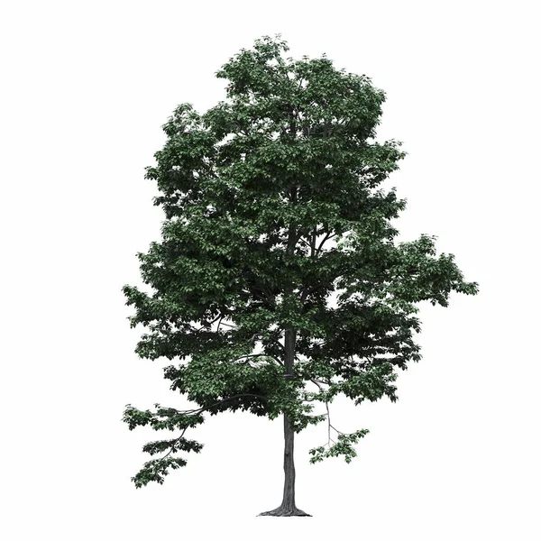落叶树 白色背景隔离 3D插图 Cg渲染 — 图库照片