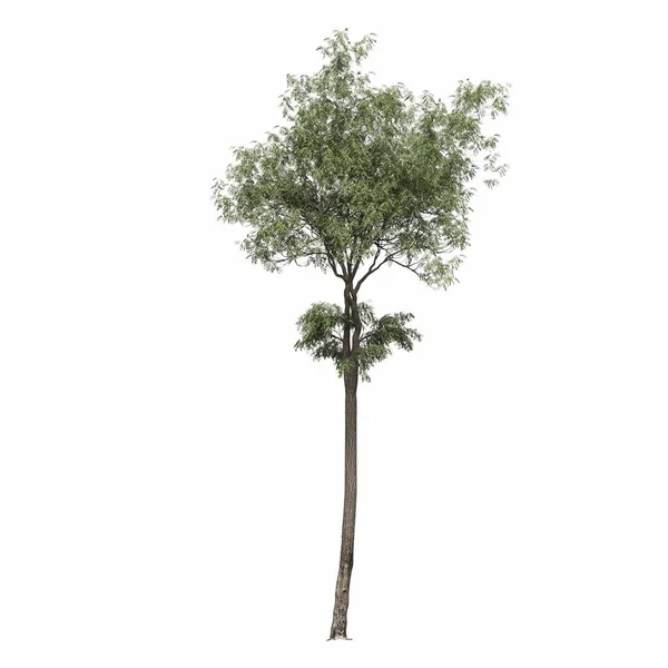 Deciduous Tree Isolated White Background Illustration Render — Stock Photo, Image