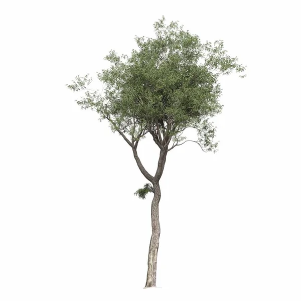 Φυλλοβόλο Δέντρο Απομονωμένο Λευκό Φόντο Εικονογράφηση Καθιστούν — Φωτογραφία Αρχείου