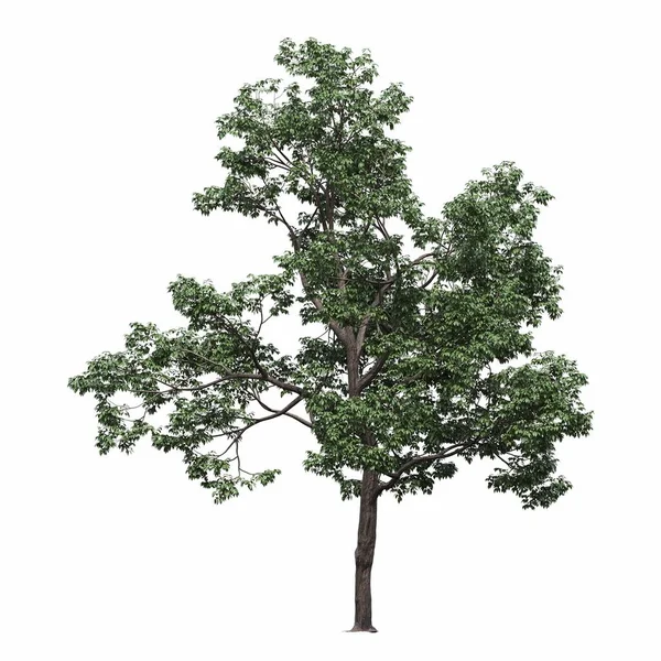 白地に孤立した落葉樹3DイラストCgレンダリング — ストック写真