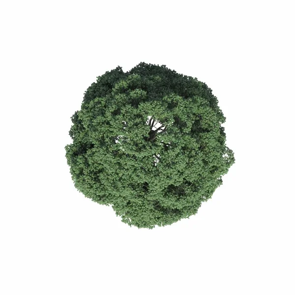 Tree Top View Isolated White Background Illustration Render — Stock Photo, Image