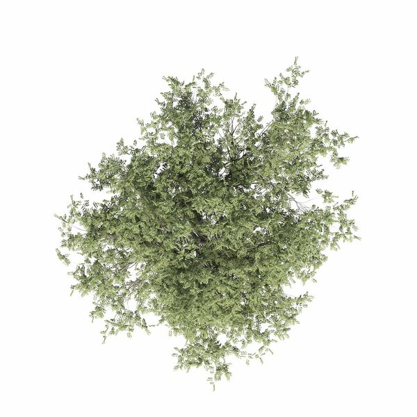 tree top view, isolated on white background, 3D illustration, cg render