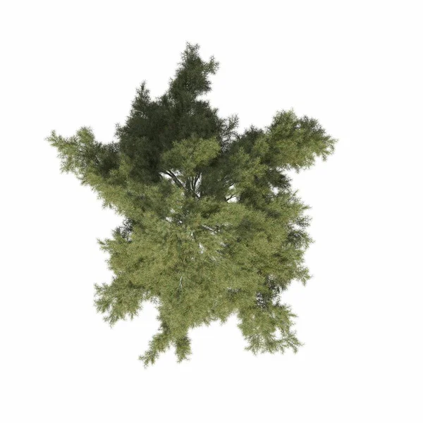 Widok Góry Drzewa Odizolowany Białym Tle Ilustracja Renderowania — Zdjęcie stockowe