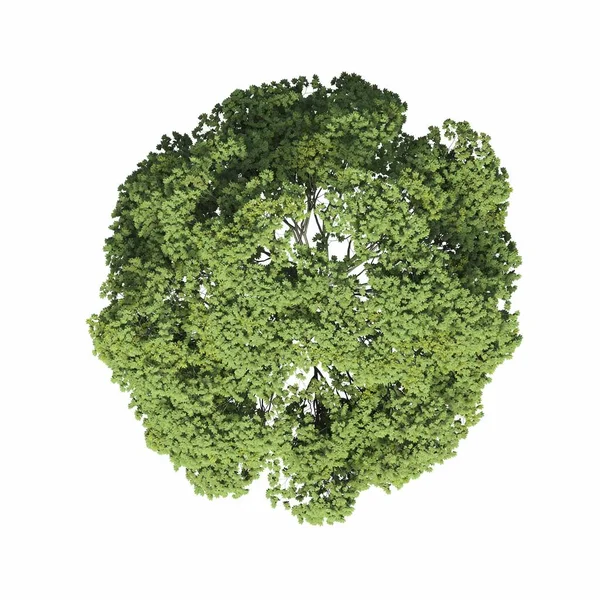 Árvore Vista Superior Isolado Fundo Branco Ilustração Renderização — Fotografia de Stock