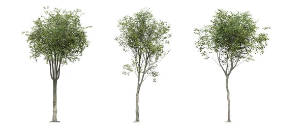 Μεγάλα Δέντρα Απομονωμένα Λευκό Φόντο Εικονογράφηση Καθιστούν — Φωτογραφία Αρχείου