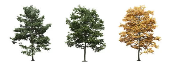 Великі Дерева Ізольовані Білому Тлі Ілюстрація Рендеринг — стокове фото