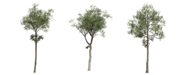 Duże Drzewa Odizolowane Białym Tle Ilustracja Renderowanie — Zdjęcie stockowe