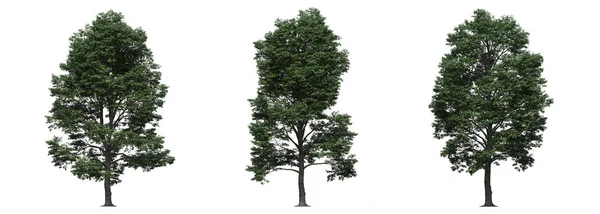 Big Trees Isolated White Background Illustration Render — Stock Photo, Image