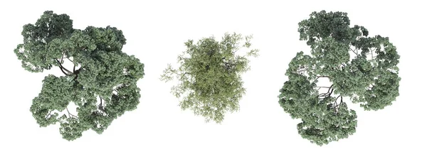 木の上からの眺め白い背景に3DイラストCgレンダリング — ストック写真