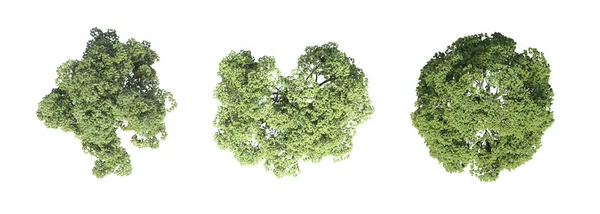 Ağaç Üstü Görünümü Beyaz Arkaplanda Izole Edilmiş Boyutlu Illüstrasyon Oluşturma — Stok fotoğraf
