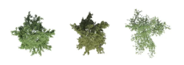 Δέντρο Πάνω Όψη Απομονώνονται Λευκό Φόντο Εικονογράφηση Καθιστούν — Φωτογραφία Αρχείου