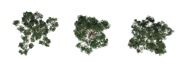 树顶视图 独立于白色背景 3D插图 Cg渲染 — 图库照片