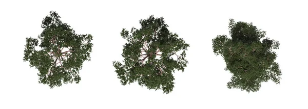 Tree Top View Isolated White Background Illustration Render — Stock Photo, Image