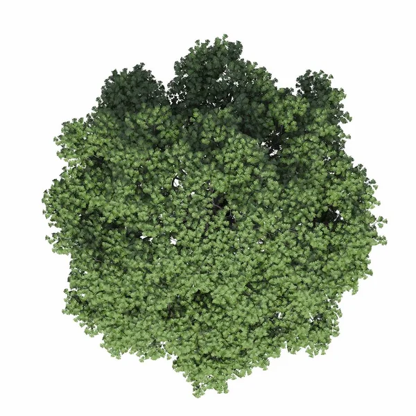Tree Top View Isolated White Background Illustration Render Royalty Free Stock Images