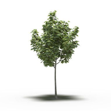 Altında gölgesi olan büyük bir ağaç, beyaz arkaplanda izole edilmiş, 3 boyutlu illüstrasyon