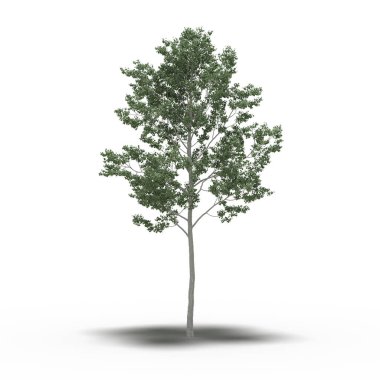 Altında gölgesi olan büyük bir ağaç, beyaz arkaplanda izole edilmiş, 3 boyutlu illüstrasyon