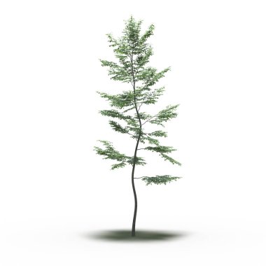 Altında gölgesi olan büyük bir ağaç, beyaz arkaplanda izole edilmiş, 3 boyutlu illüstrasyon