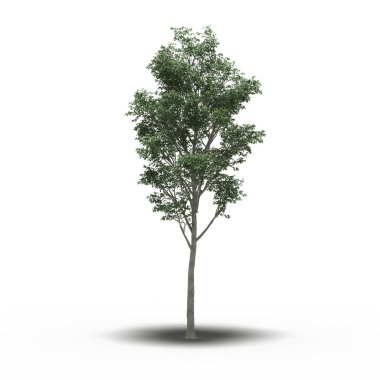 Altında gölgesi olan büyük bir ağaç, beyaz arkaplanda izole edilmiş, 3 boyutlu illüstrasyon