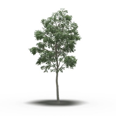 Altında gölgesi olan büyük bir ağaç, beyaz arkaplanda izole edilmiş, 3 boyutlu illüstrasyon