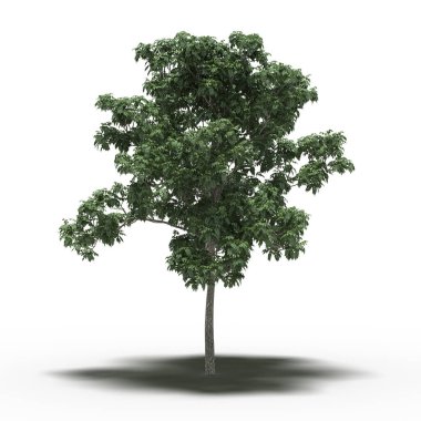 Altında gölgesi olan büyük bir ağaç, beyaz arkaplanda izole edilmiş, 3 boyutlu illüstrasyon
