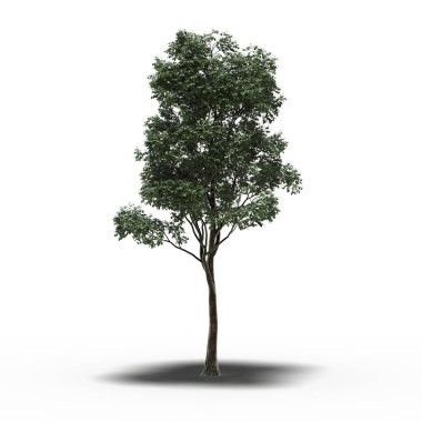 Altında gölgesi olan büyük bir ağaç, beyaz arkaplanda izole edilmiş, 3 boyutlu illüstrasyon