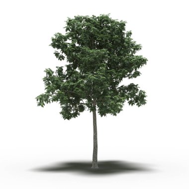 Altında gölgesi olan büyük bir ağaç, beyaz arkaplanda izole edilmiş, 3 boyutlu illüstrasyon