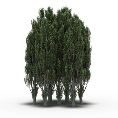 Beyaz arkaplanda gölgeli ağaç grubu, 3 boyutlu illüstrasyon