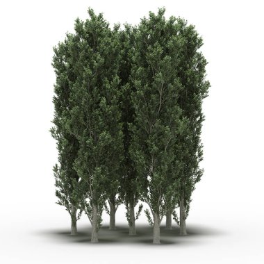 Beyaz arkaplanda gölgeli ağaç grubu, 3 boyutlu illüstrasyon